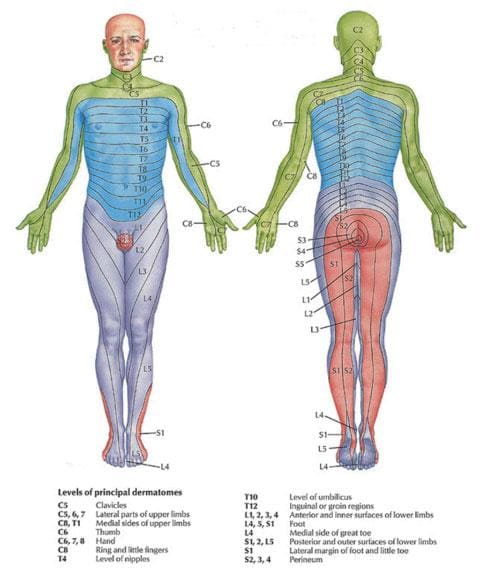 dermatomkort.jpg