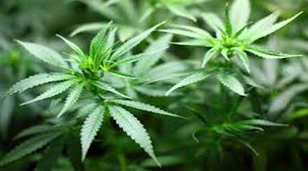 medicinsk cannabis
