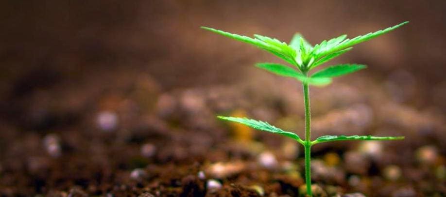 medicinsk cannabis
