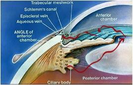 anatomi af øjets forkammer.jpg