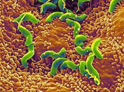 mavesårsbakterien helicobacter